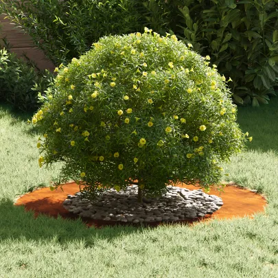 Ghiveci Corten Mare - Set 5 Bucăți Decorativ Exterior