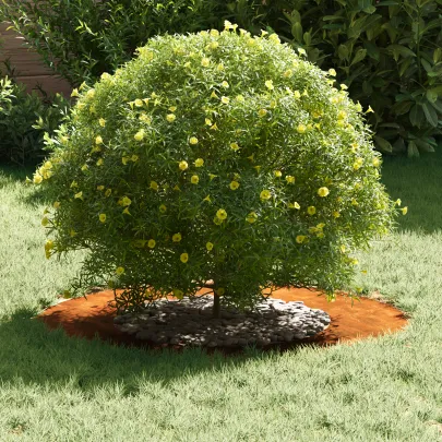 Ghiveci Oțel Corten 70 cm - Durabil pentru Exterior