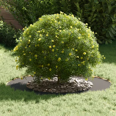 Ghiveci Plastic Negru Mare Inserții Decorative | Comandă Acum