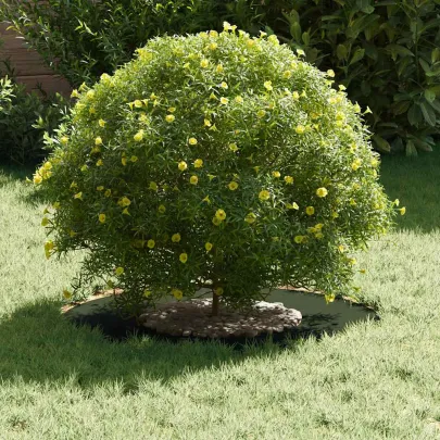 Ghiveci Plastic Verde Măsliniu - Interior/Exterior