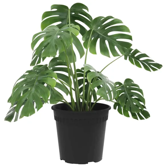 Set 24 Ghivece Rotunde Negre pentru Flori | Livrare Gratuita