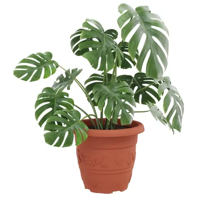 Set Ghivece Flori Roșu Cărămidă | 24 Bucăți | Livrare Gratuită